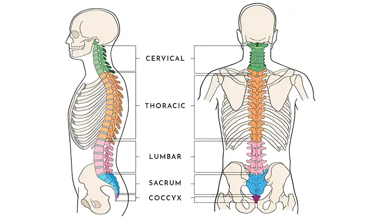 Diagram of spine